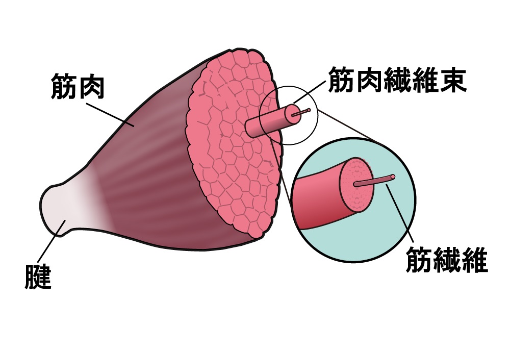 筋線維が断裂する