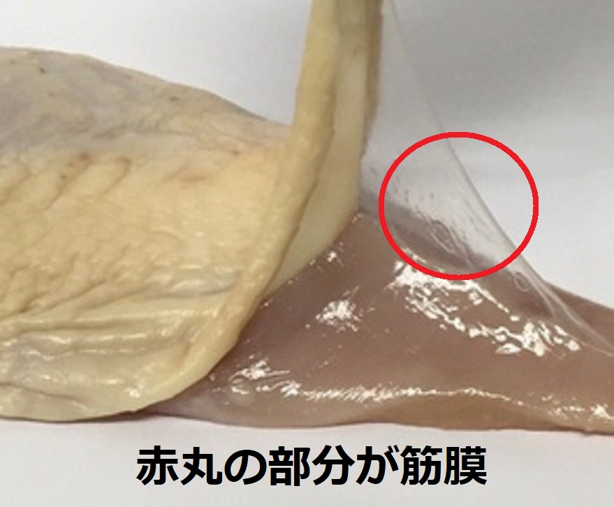 筋膜が硬くなる