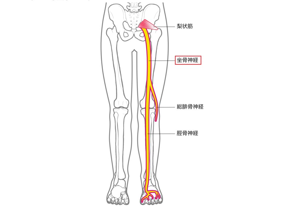 坐骨神経とは
